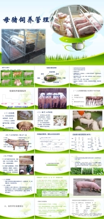 母猪饲养管理技术培训PPT课件.ppt