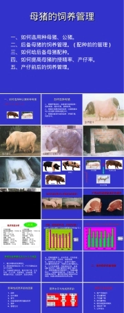 种猪的饲养管理PPT课件.ppt