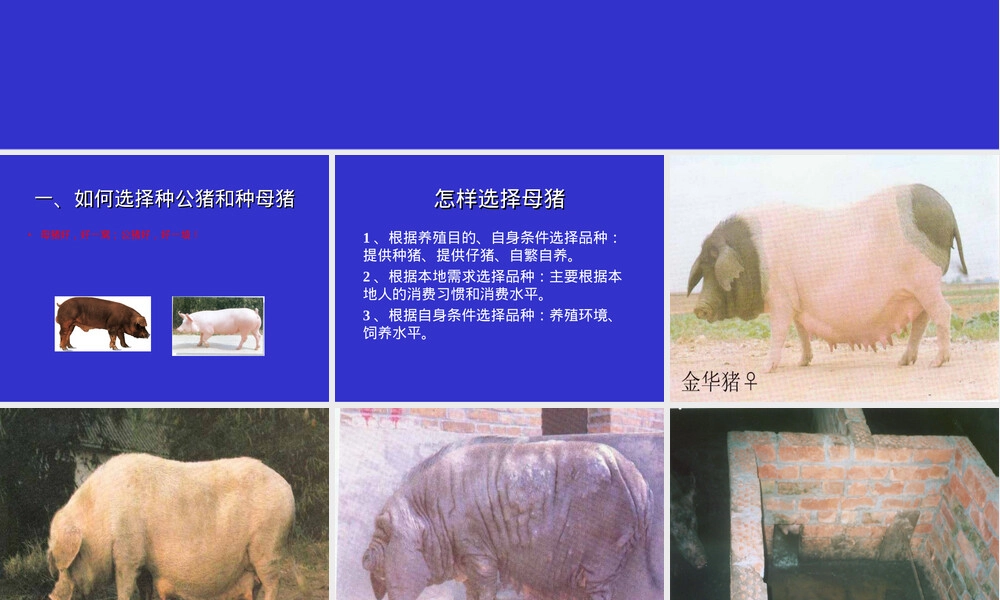 种猪的饲养管理PPT课件.ppt