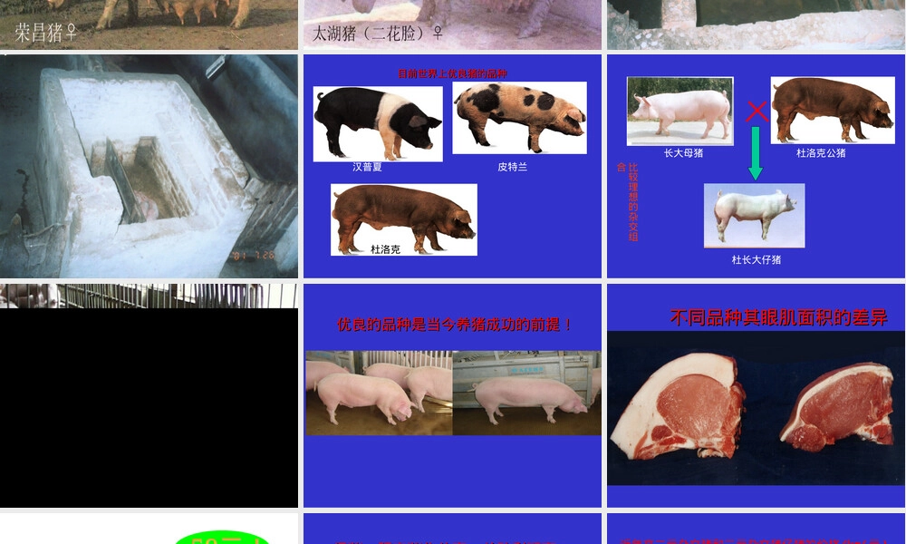 种猪的饲养管理PPT课件.ppt