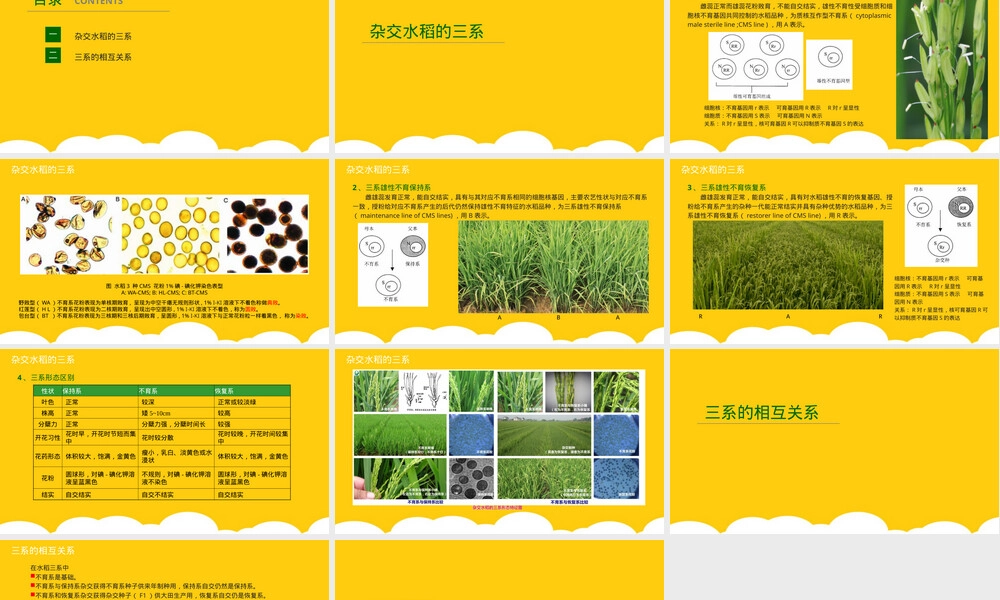 杂交水稻三系法及其相互关系教学PPT课件.pptx