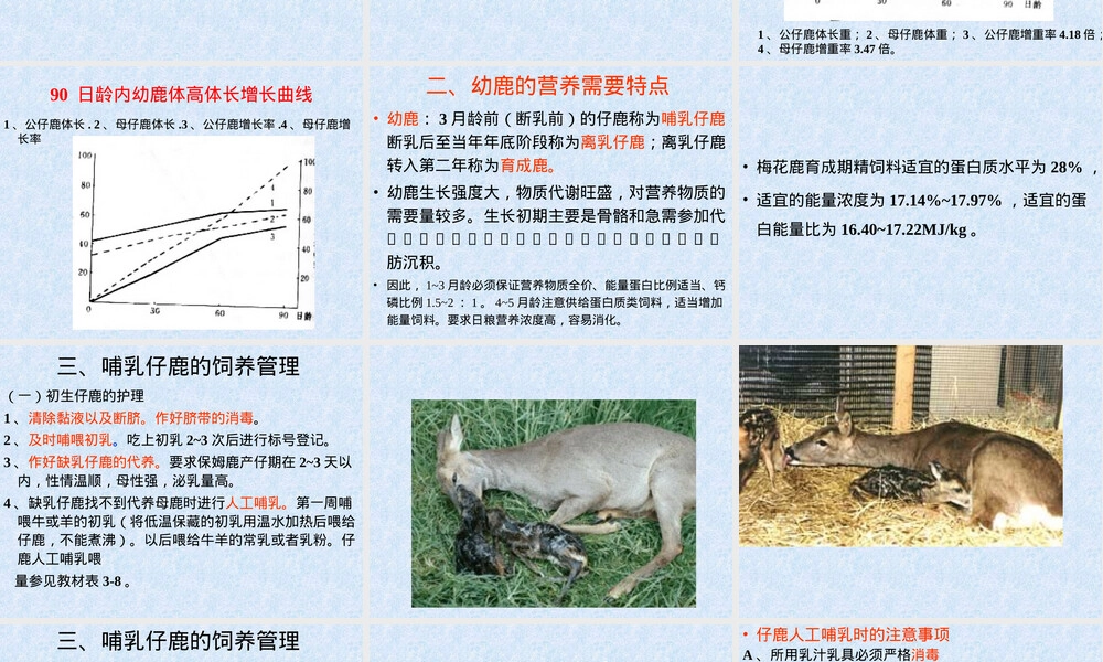 幼鹿的饲养管理PPT课件.ppt