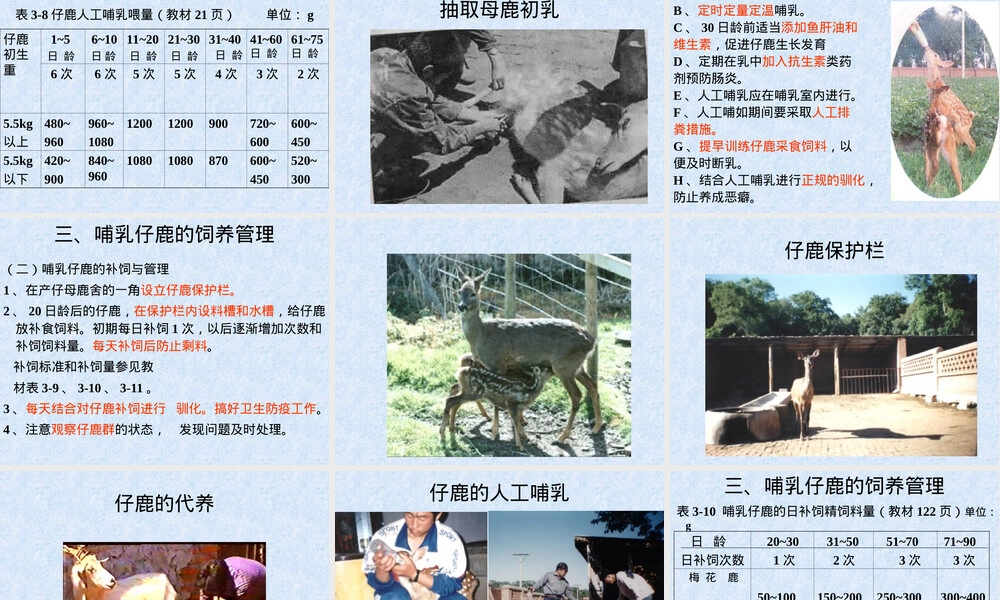 幼鹿的饲养管理PPT课件.ppt