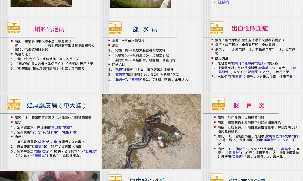 蛙类饲养管理及疾病防治PPT课件.ppt
