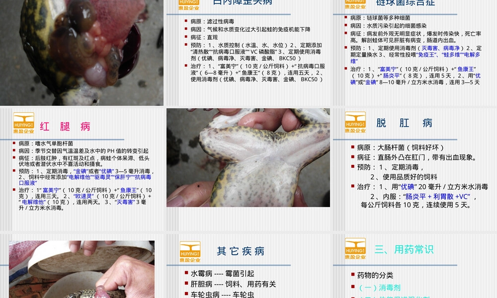 蛙类饲养管理及疾病防治PPT课件.ppt