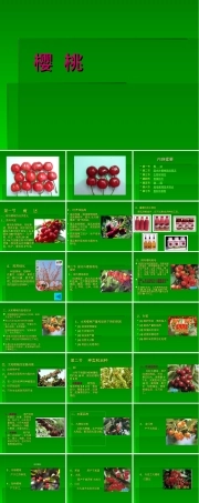 樱桃栽培与管理技术PPT课件.ppt