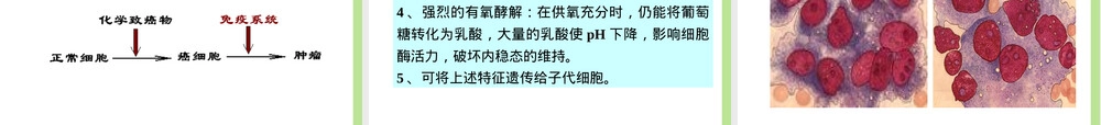 致癌作用及其试验与评价方法PPT课件.ppt