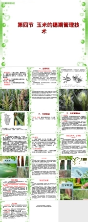 玉米穗期管理技术教学PPT课件.ppt