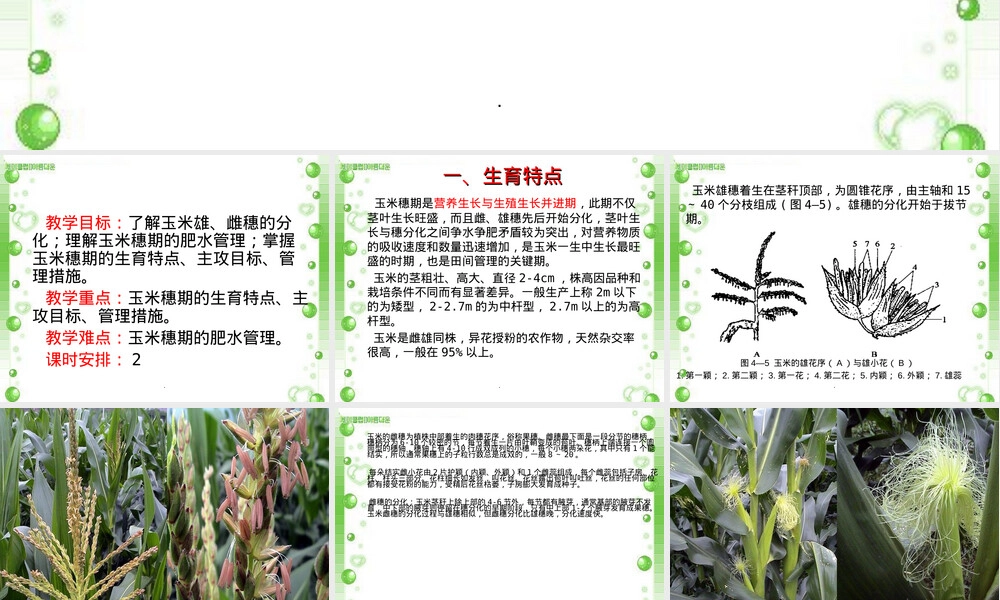 玉米穗期管理技术教学PPT课件.ppt