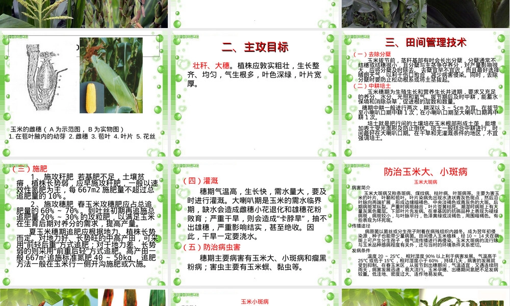 玉米穗期管理技术教学PPT课件.ppt