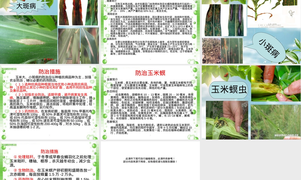 玉米穗期管理技术教学PPT课件.ppt