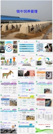 犊牛饲养管理PPT课件.ppt