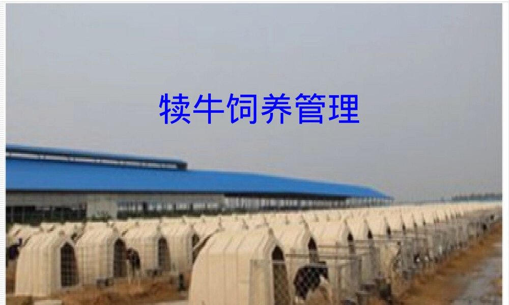 犊牛饲养管理PPT课件.ppt