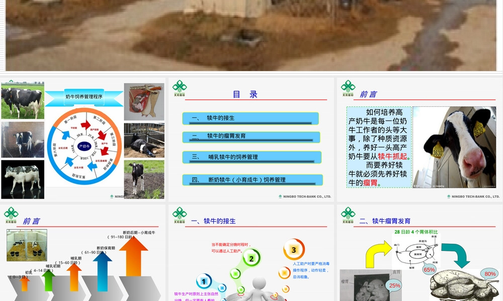犊牛饲养管理PPT课件.ppt