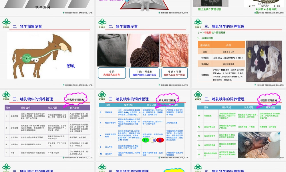 犊牛饲养管理PPT课件.ppt