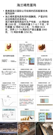 蛋鸡的饲养管理PPT课件.ppt