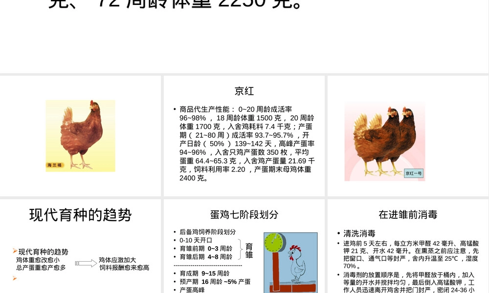 蛋鸡的饲养管理PPT课件.ppt