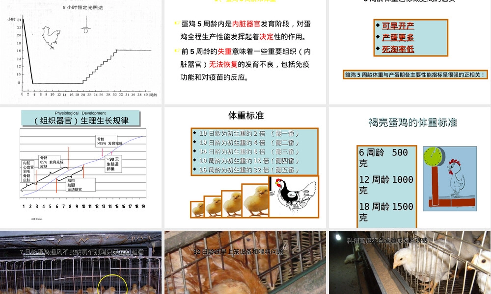 蛋鸡的饲养管理PPT课件.ppt