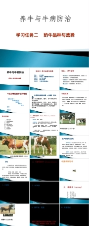 奶牛品种选择与饲养管理教学PPT课件.ppt