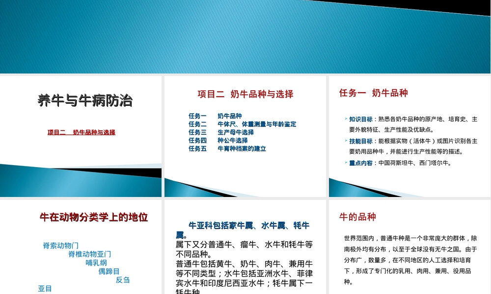 奶牛品种选择与饲养管理教学PPT课件.ppt