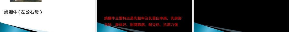 奶牛品种选择与饲养管理教学PPT课件.ppt