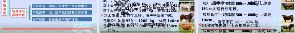 牛饲养管理技术培训PPT课件.pptx