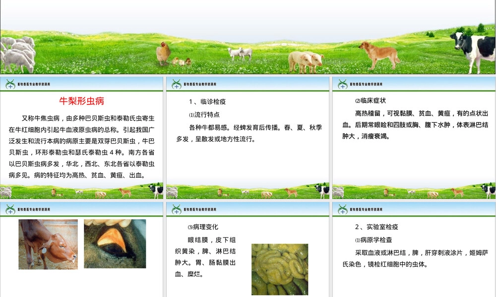牛梨形虫病防治教学PPT课件.ppt