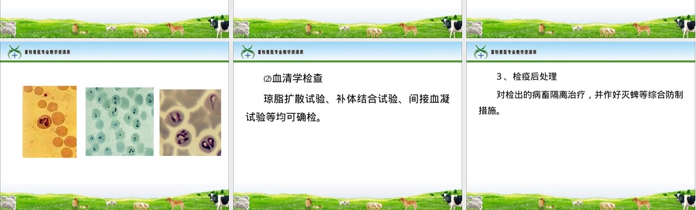 牛梨形虫病防治教学PPT课件.ppt