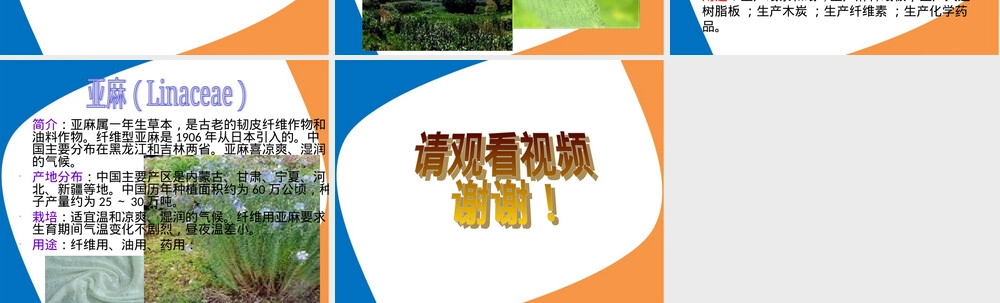 麻类作物PPT课件教学版.ppt