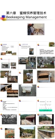 蜜蜂饲养管理技术教学PPT课件.ppt