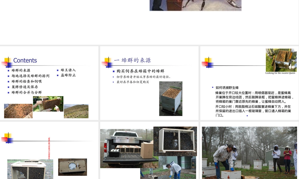 蜜蜂饲养管理技术教学PPT课件.ppt