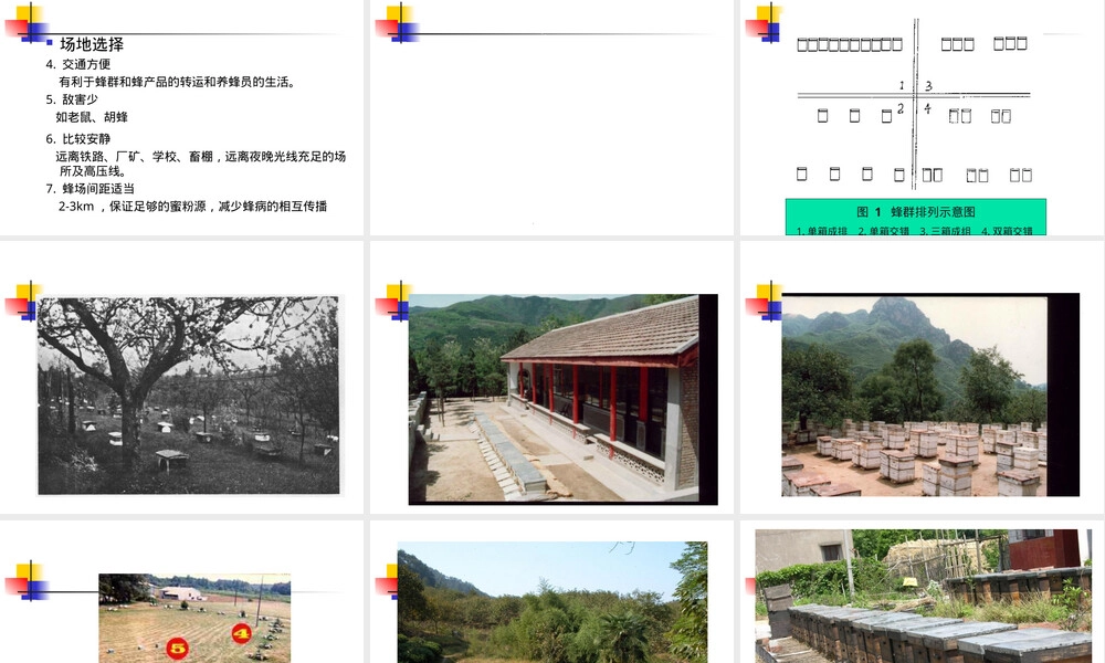 蜜蜂饲养管理技术教学PPT课件.ppt