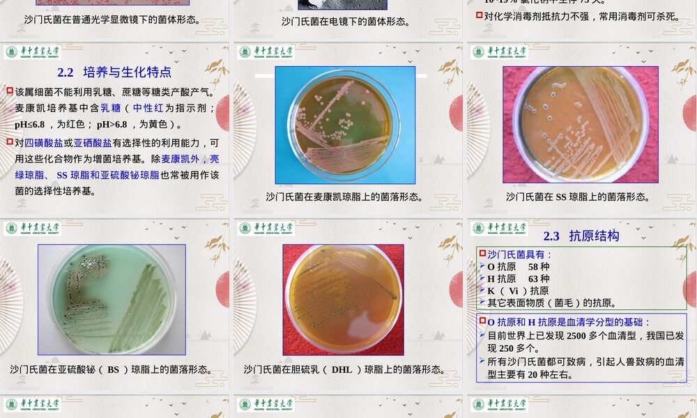 沙门氏菌病动物传染病教学PPT课件.pptx