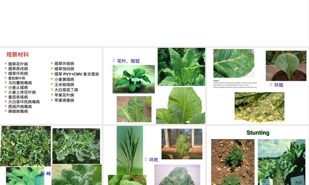 实验十二植物病原病毒及所致病害教学PPT课件.ppt