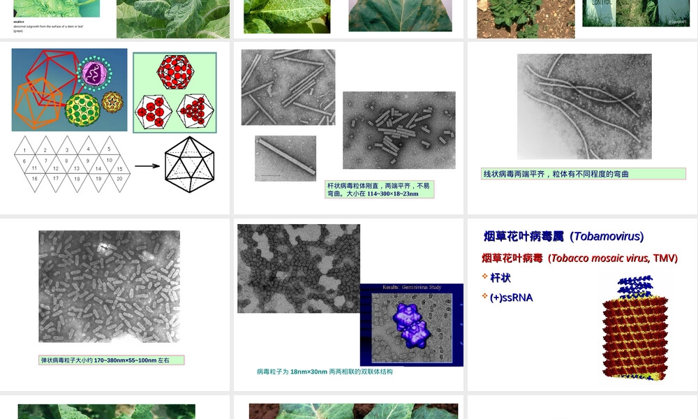 实验十二植物病原病毒及所致病害教学PPT课件.ppt