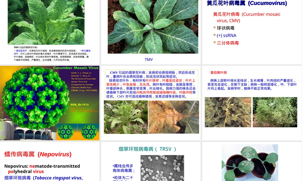 实验十二植物病原病毒及所致病害教学PPT课件.ppt