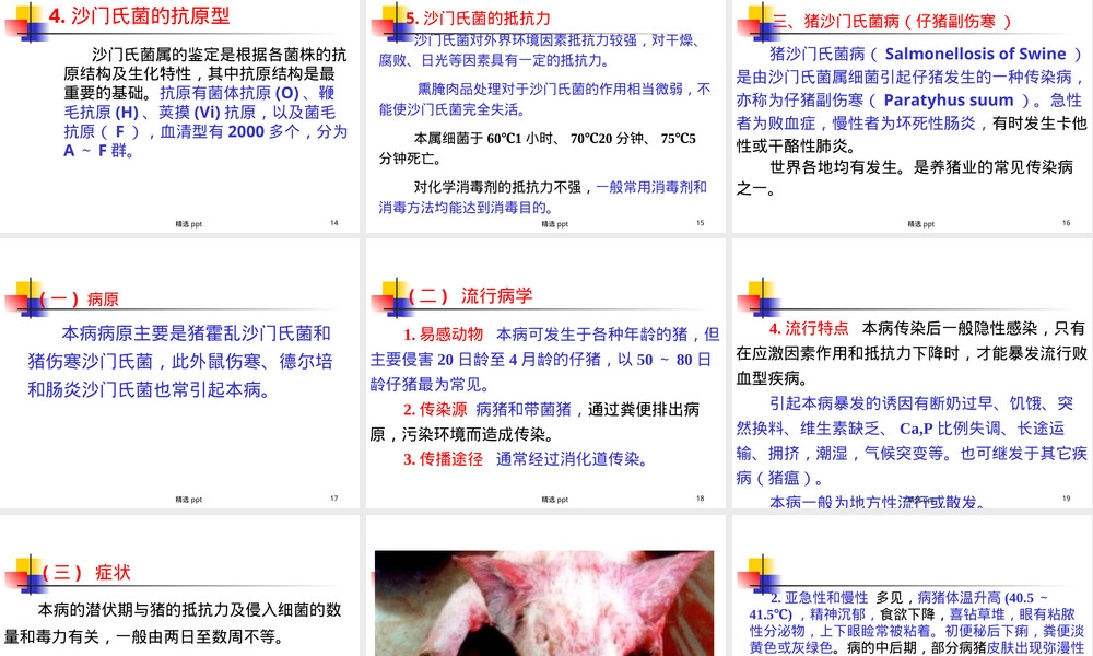 沙门氏菌病护理教学PPT课件.ppt