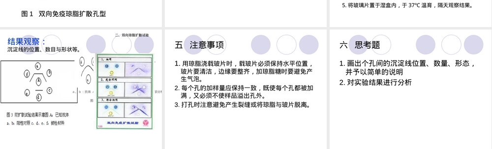 琼脂免疫扩散试验教学PPT课件.ppt