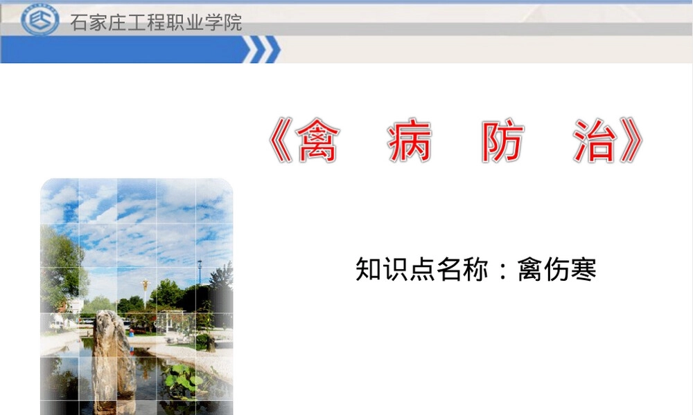 禽伤寒教学PPT课件.ppt