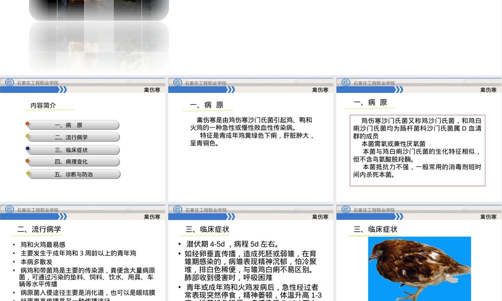 禽伤寒教学PPT课件.ppt