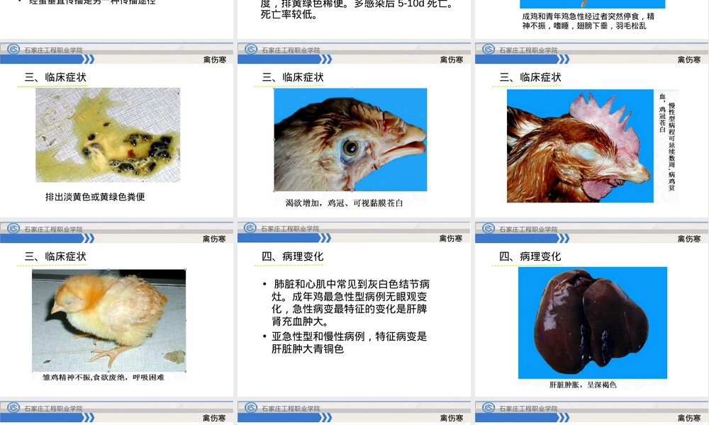 禽伤寒教学PPT课件.ppt