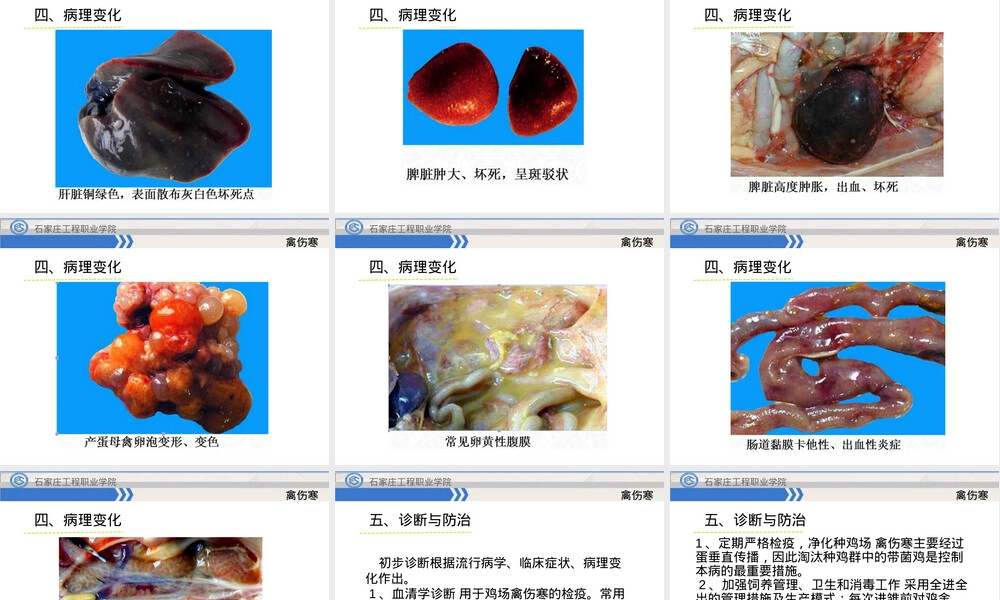 禽伤寒教学PPT课件.ppt