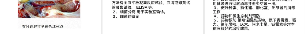 禽伤寒教学PPT课件.ppt