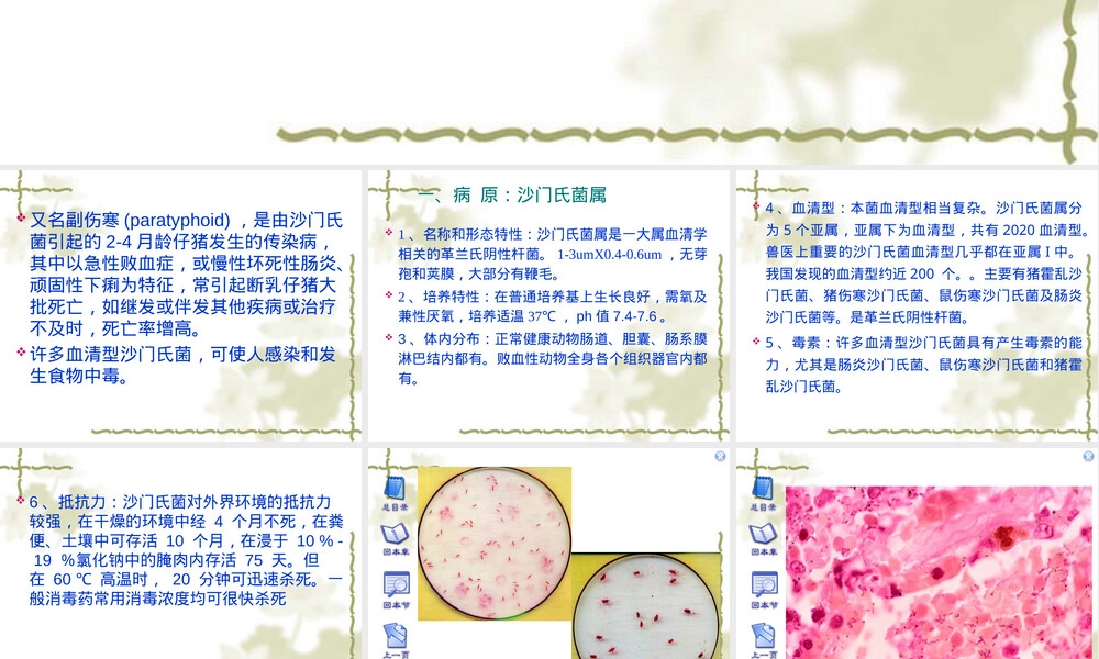 沙门氏菌病护理查房PPT课件.ppt