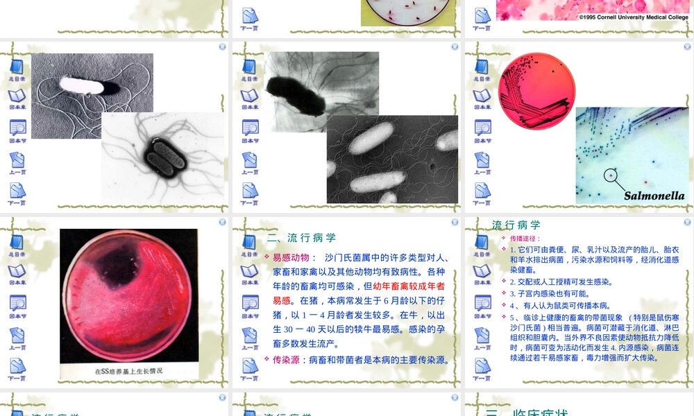 沙门氏菌病护理查房PPT课件.ppt
