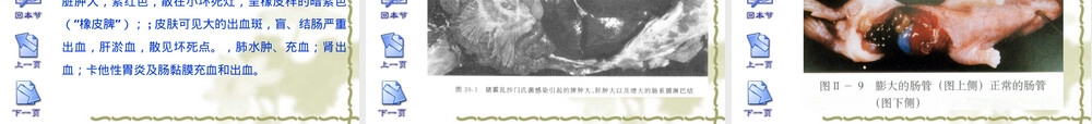 沙门氏菌病护理查房PPT课件.ppt