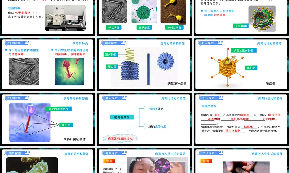 病毒人教版八年级生物上册教学PPT课件.pptx