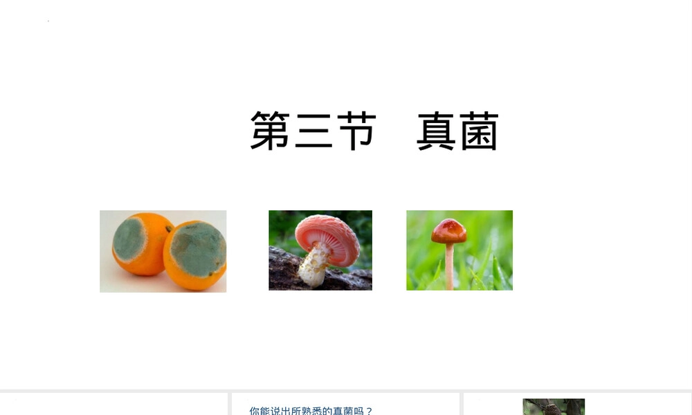 第四章第三节真菌教学PPT课件人教版.pptx