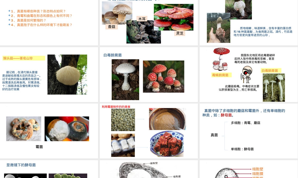 第四章第三节真菌教学PPT课件人教版.pptx