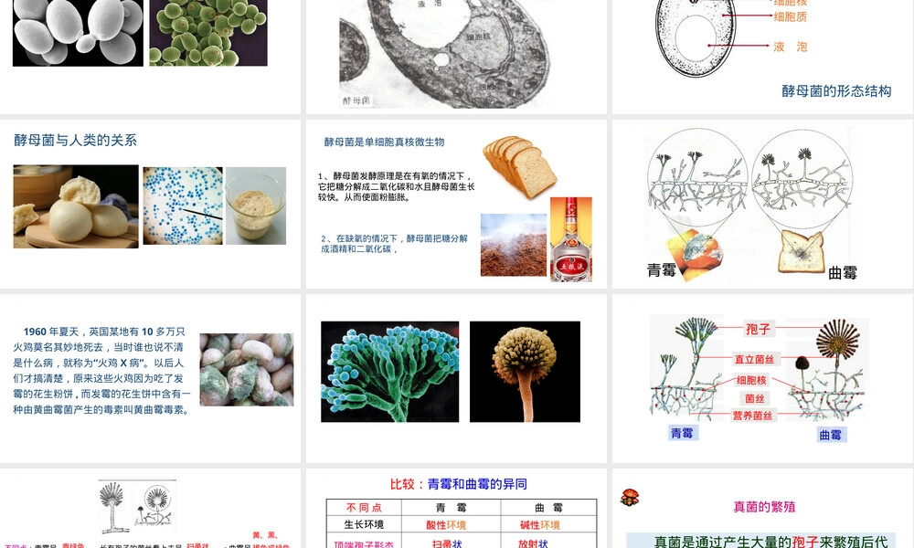 第四章第三节真菌教学PPT课件人教版.pptx